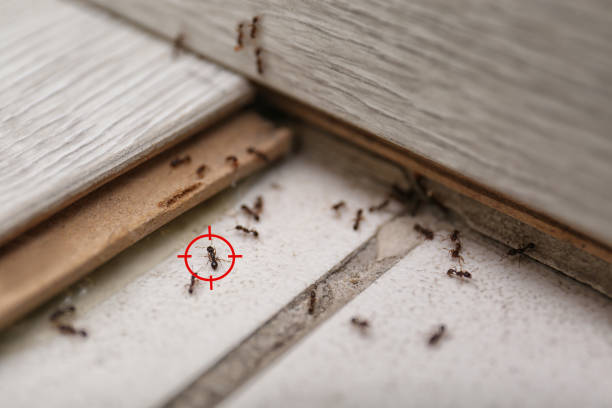 Best Spider Control Near Me  in Caledonia, MI