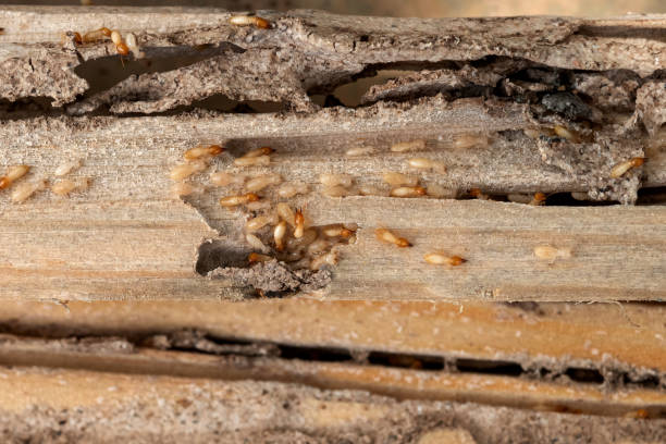 Best Pest Control Near Me  in Caledonia, MI